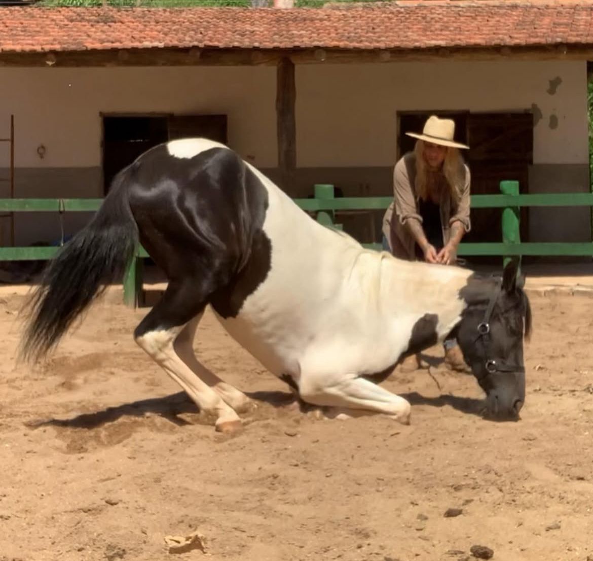 Potros chucros no pasto, CT Instinto Equestre, iniciação de potros Itaipava